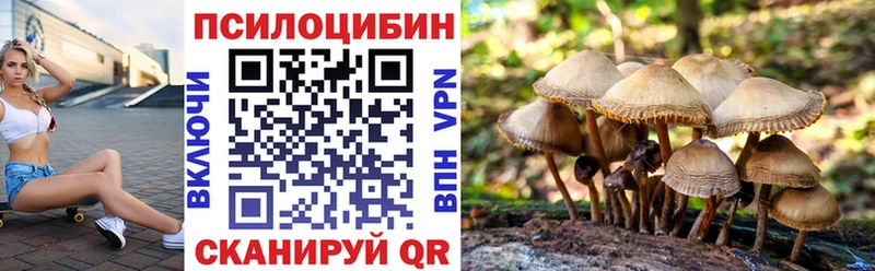купить наркотики сайты  Приморск  мориарти клад  Галлюциногенные грибы Psilocybine cubensis 